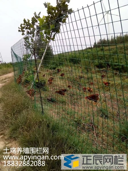 散养土鸡围栏网