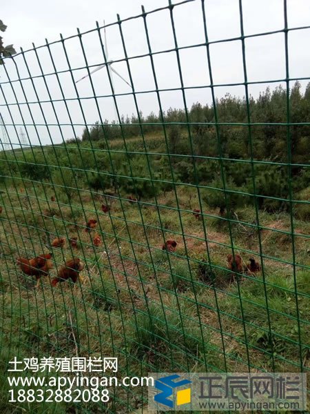 养鸡围栏网